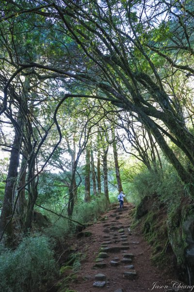 [塔塔加連峰]麟趾山-鹿林山-鹿林前山1797118