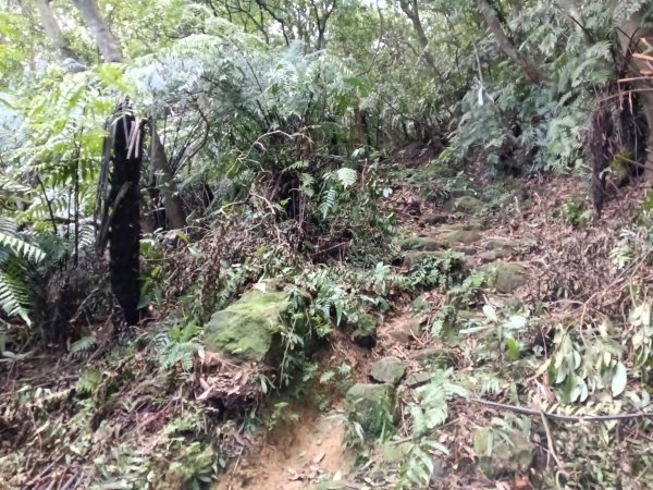 基隆市/萬里區界寮縱走之三界山+三界山西峰+開眼尖山+七分寮山+瑪七產道山泉水接水亭2979539