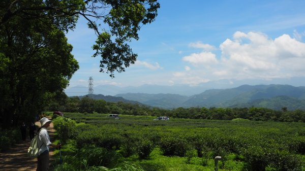 苗栗三義四月雪小徑O型20190713628238