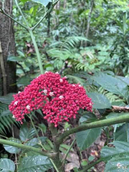 紅頭山大天池2893971