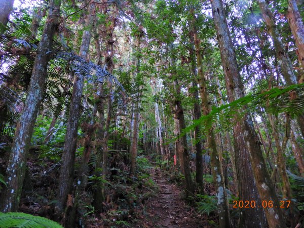 南投 魚池 過坑山、大尖山1014020