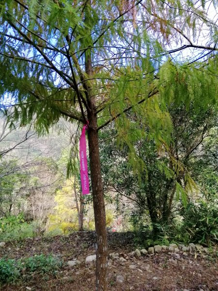 【台中。和平】谷關七雄入門款。 唐麻丹山874508