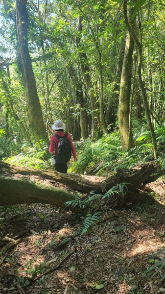 2025-0130溪和宮-大崎頭步道-鵝尾山-平溪步道-鵝尾山水田-42巷-溪山百年古圳-平菁步道2701877