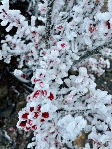 絕美銀白世界 玉山降下今年冬天「初雪」1235933