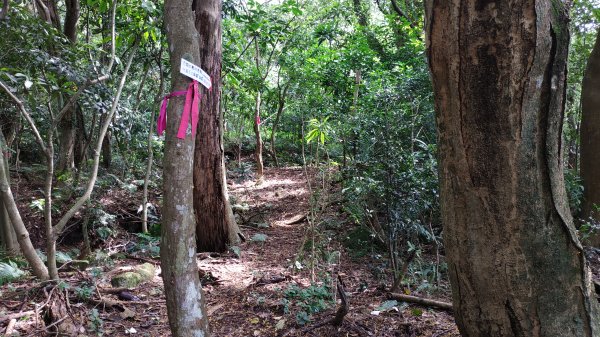 ✅興福寮/巴拉卡舊水管路-開墾地遺址 (全段擴徑增繩.重整完成)2506786