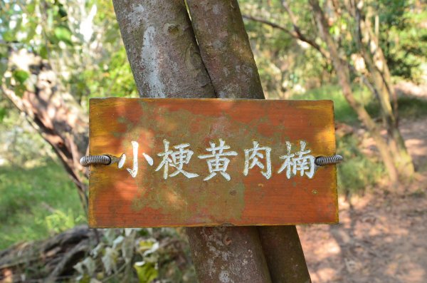 火炎山 - 南鞍古道1117182