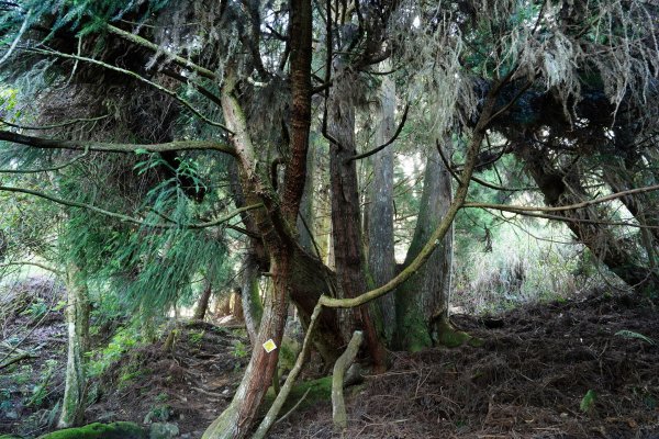 台中 和平 馬崙山2796950