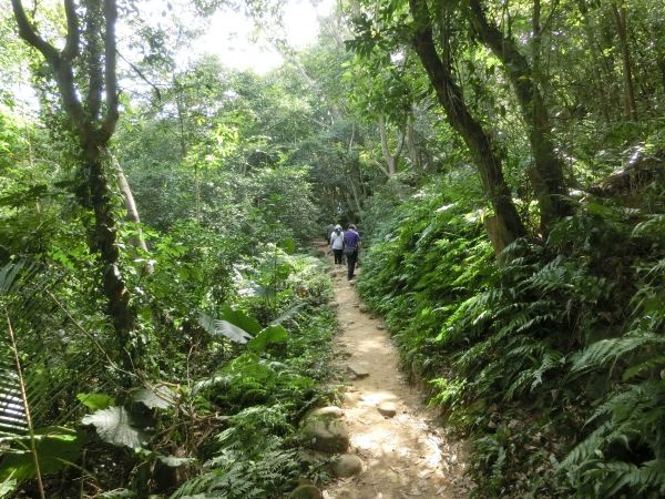 觀日坪古道．飛鳳山182481