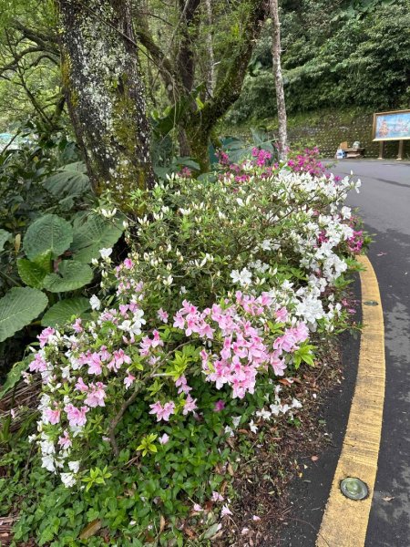 250307台北大縱走第七段2729362