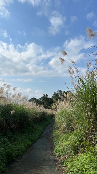 崙埤池破礑溪2373342