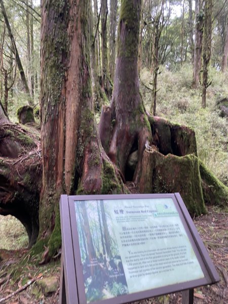 阿里山水山療癒步道3064230