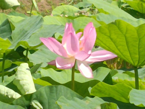 雙溪區彎穹夏日荷影2806540