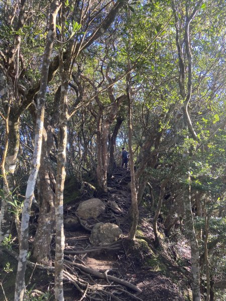 114.11.16 北得拉曼追黃金山毛櫸2937868