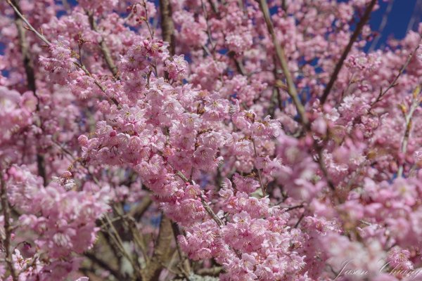 福壽山千櫻園櫻花盛開2724940