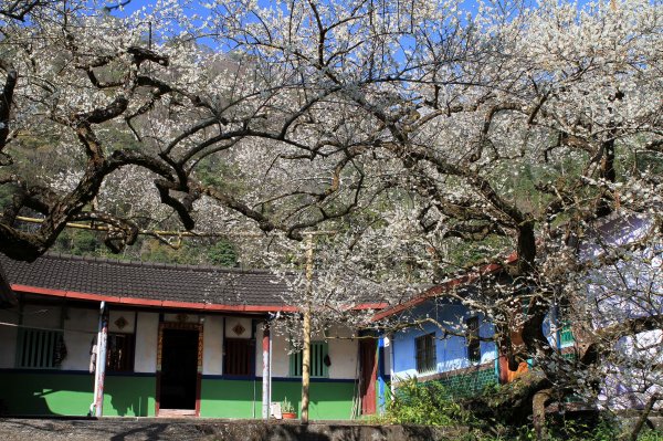 【南投~信義 】牛稠坑賞梅1254938