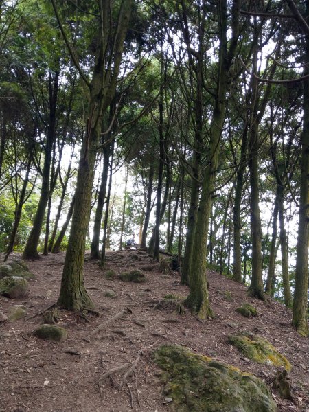 新竹五指山(小百岳#30)登山步道《五指連登》2020/11/211426081
