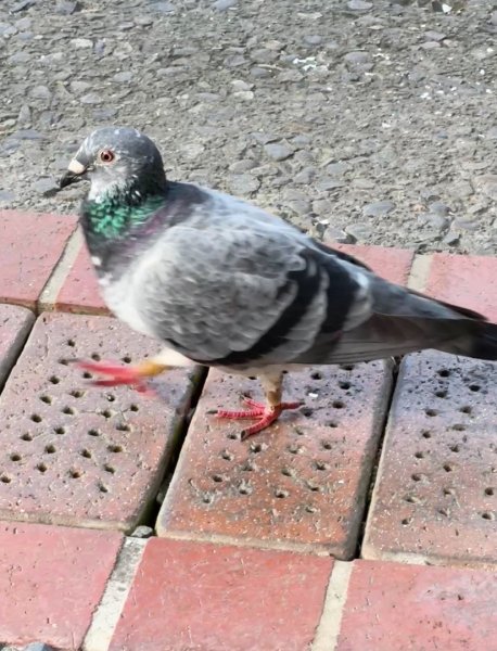 三星山(小百岳#85) 鳩之澤溫泉煮蛋趣2952854