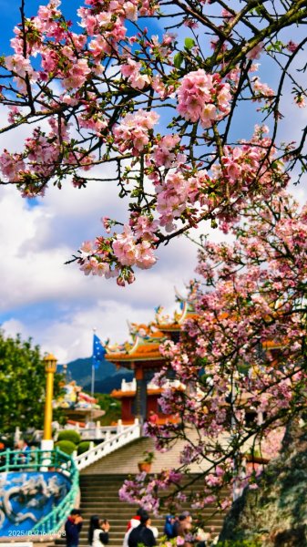 #綠繡眼 訪花 #吉野櫻 #天元宮 #楓樹湖 03162736689