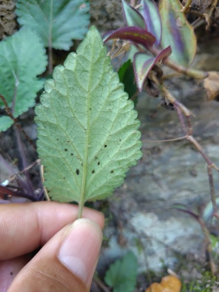 朝聖橋-射鹿部落-高燕部落-旗鹽山-排雲瀑布-沙拉灣瀑布2771036