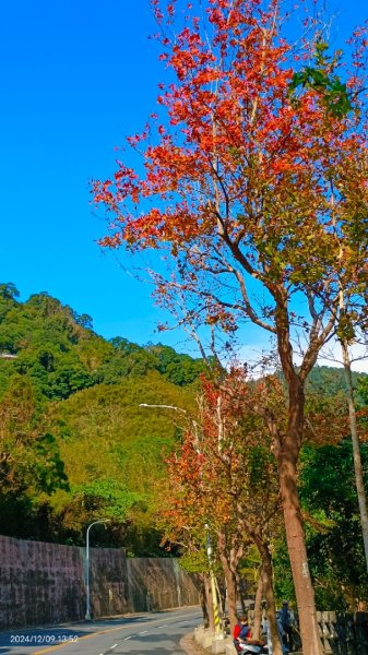 永公路落羽松/菁碧溪潺潺流水&至善路楓香紅了！2666393