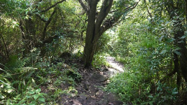 觀音山登山健行趣(小百岳05號)1632395