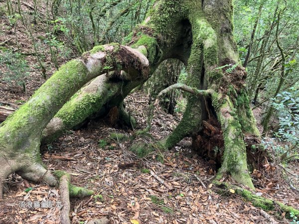 【羅馬縱走】山林巨木饗宴，夏季避暑的縱走路線2888205