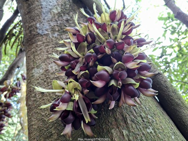 《南投》幸運之花｜草尾嶺步道賞血藤花202603293025015