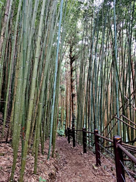 白蘭溪古道-2025森遊竹縣皮皮獅探險隊2895446