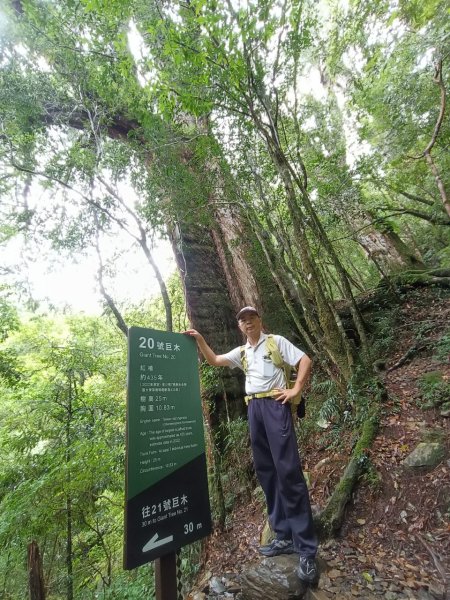 拉拉山巨木步道-塔曼山步道_202407022569705