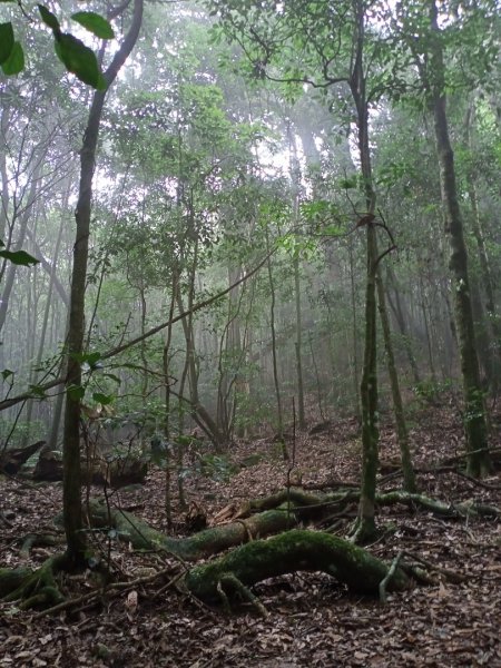 【谷關七熊,山林美境尋寶趣】屋我尾山步道1108297