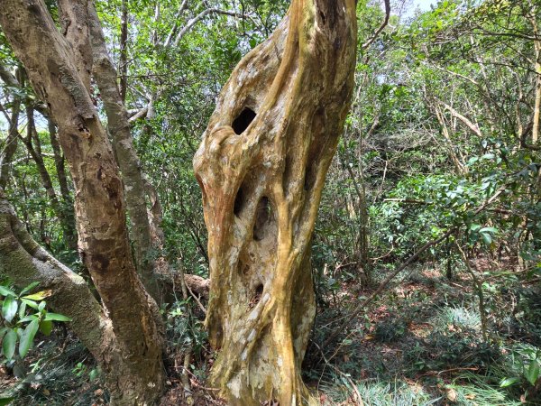 里龍山（小百岳）2788743
