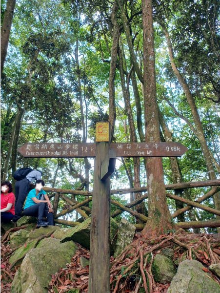 【台中和平】筆直的杉林.林相優美。 橫嶺山x沙連山P型2869026