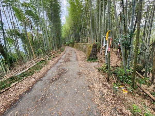 20251228溪頭山龍鳳山嶺頭山O型2992368