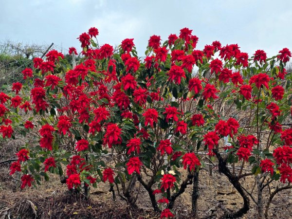 鳶嘴稍來山之楓紅／雲海2974091