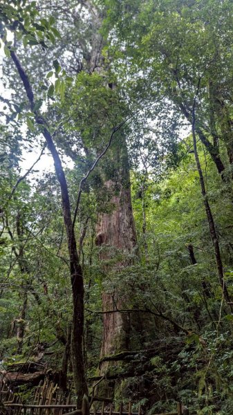 司馬庫斯巨木步道2861095