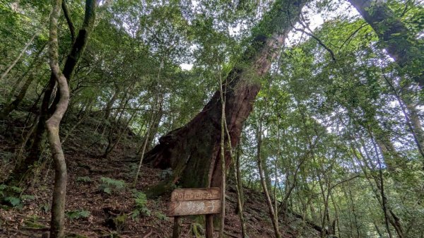 鎮西堡巨木步道群 (B區)2861146