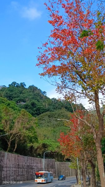 永公路落羽松/菁碧溪潺潺流水&至善路楓香紅了！2666384