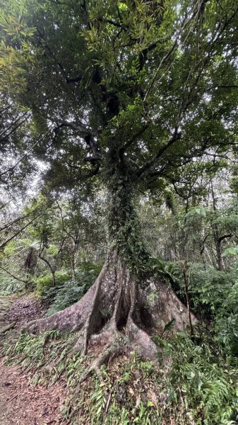 20260203小百岳月眉山鯉魚山2994863