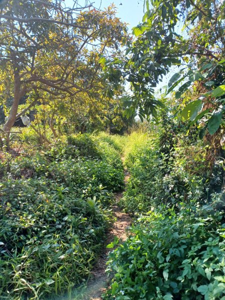 【彰化員林】視野豐富的郊山步道。 大峰巷步道x十八觀音步道x挑水古道x碧山古道O繞2771881