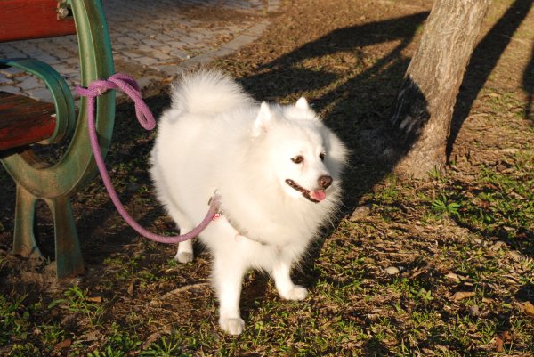 帶銀狐犬去廍子公園散步 2024.1.162404677