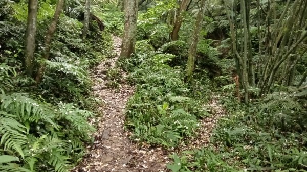 汐止區翠湖步道-學頭坡步道-老鷲尖-內溝山步道-翠湖P字走3051230