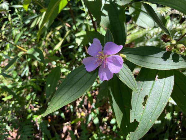 戶亞宇山基點峰-戶亞宇山主峰 2025.6.152815047