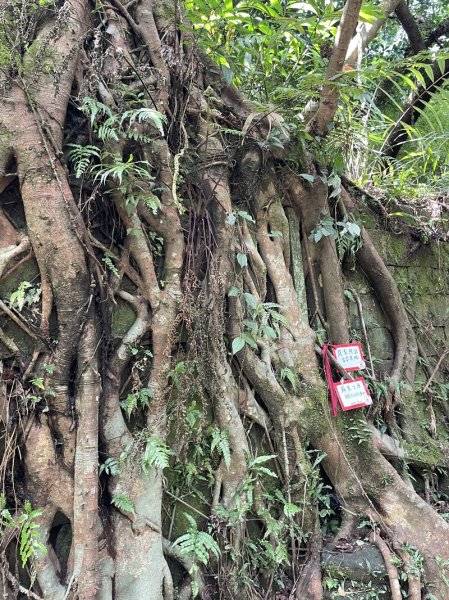 中坑古道西線(張家古厝)2899246