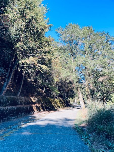 20241230 大雪山神木步道2745394