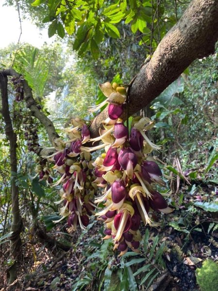 鳶山四秀我家後花園2612941