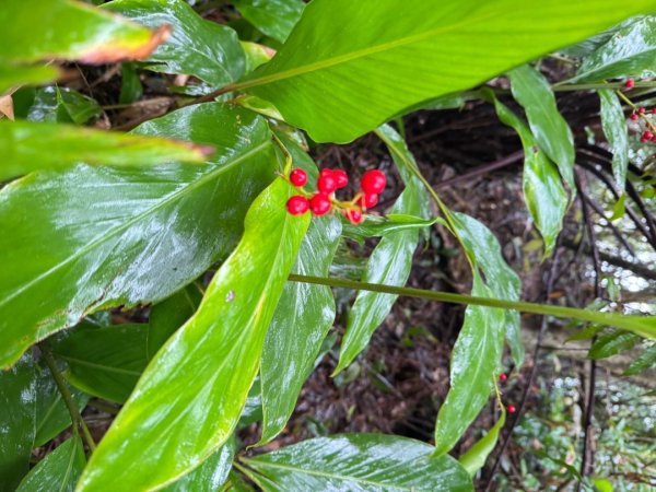 台北縱走第四段訪雙溪山 梅花山與西峰南峰西南峰 碧山3012792