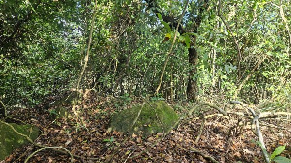 20251210萬里加投山-芎蕉坪古道-北八斗山東南峰-北八斗山-夏綠蒂山-神主嶺-陳明故居2958729