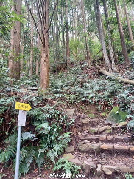 【台中和平】柳杉孟宗竹香杉步道林相豐富。 長壽山(肥崠山)山徑2880624