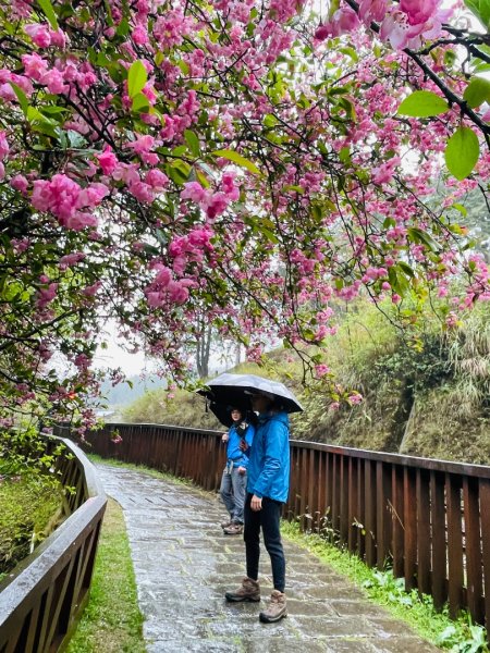 1150404-5水山巨木步道。二萬坪樹抱石3035656
