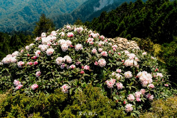 花季限定的景色3063171